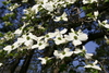 dogwoods2.jpg