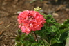 geranium.jpg