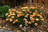 orange_plants1.jpg