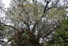 tree_with_moss.jpg