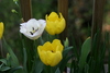 tulips2.jpg