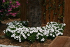 whilte_plants1.jpg
