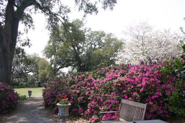 ../pictures/azaleas6.jpg