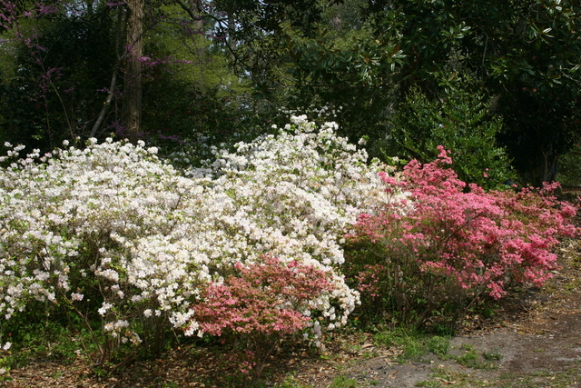 ../pictures/azaleas9.jpg