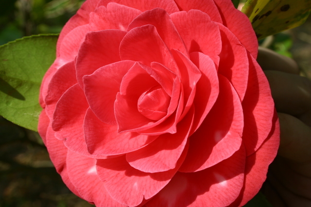 ../pictures/camelias5.jpg