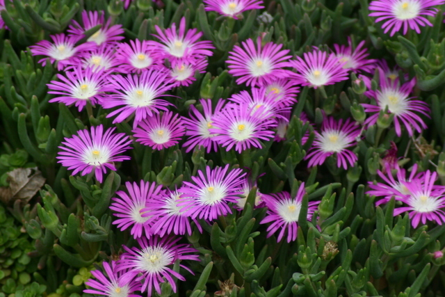 ../pictures/purple_plants.jpg