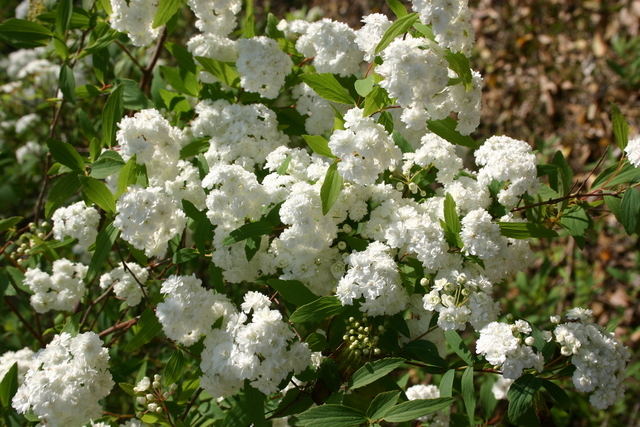 ../pictures/white_flowers.jpg