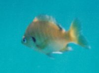 fish.jpg (3603 bytes)